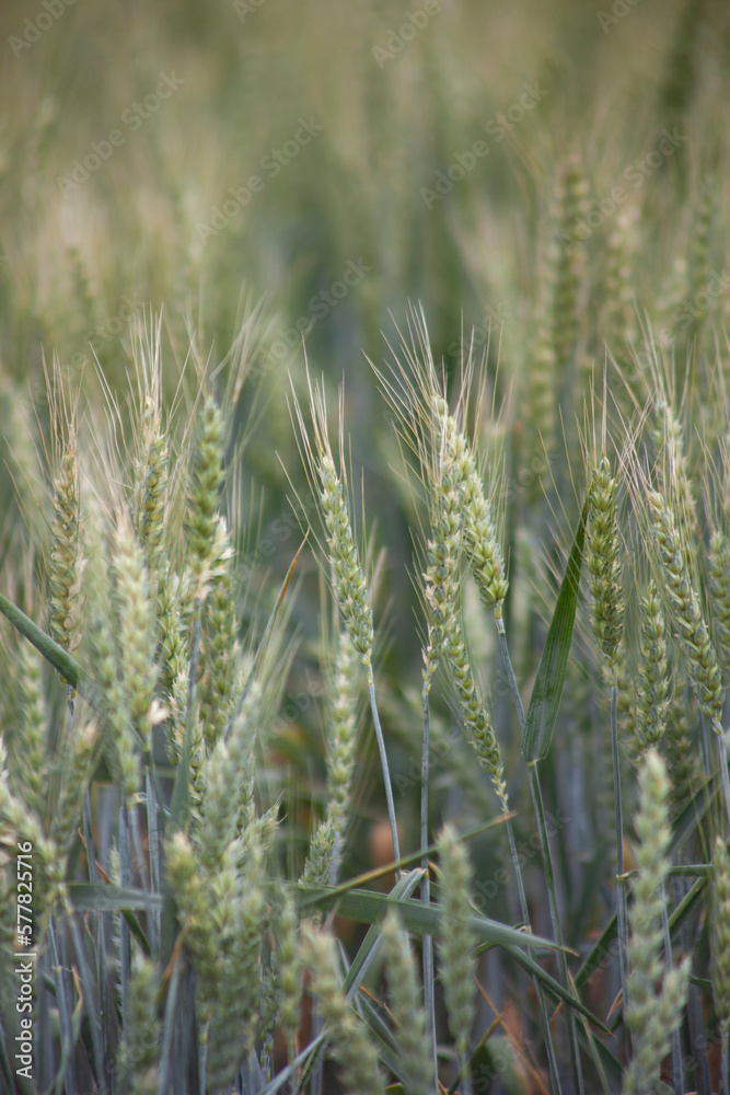 Green wheat ears up close, detailed vertical photo of ripening grains on agricultural fields.