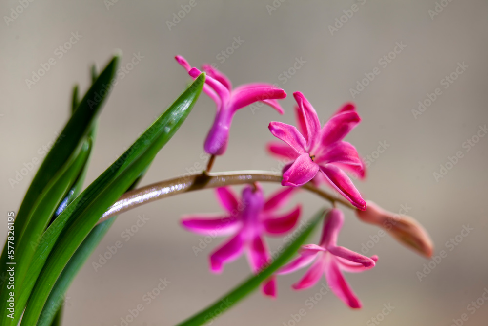 Small pink hyacinth flowers growing in a pot on the windowsill.