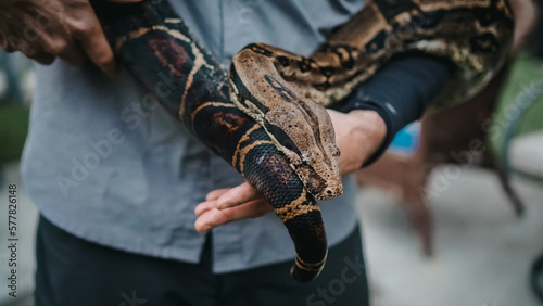 10ft Ball Python being held
