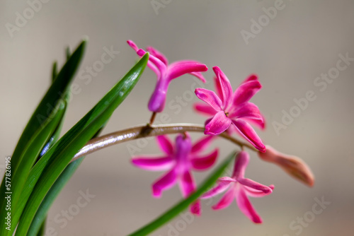 Small pink hyacinth flowers growing in a pot on the windowsill.