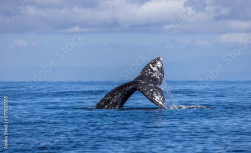gray whale  tail