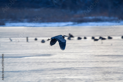 blue heron in flight