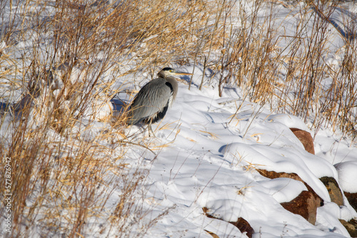 blue heron in the snow