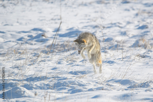 coyote hunting in snow