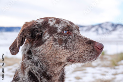 portrait of a dog