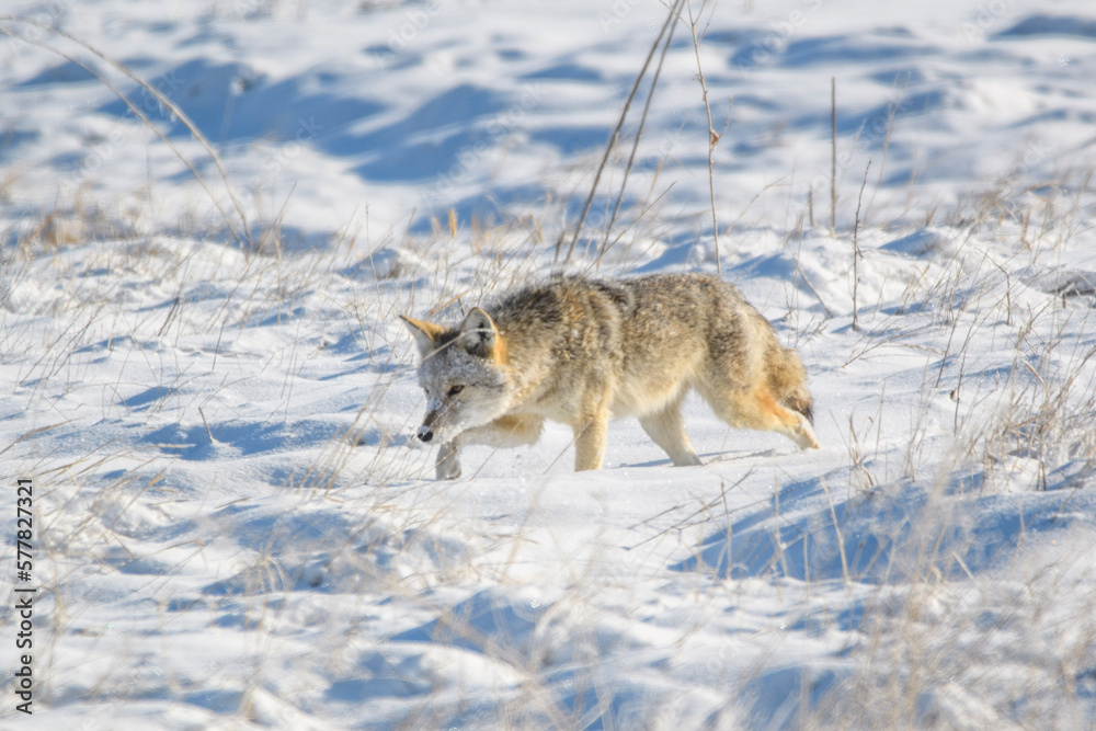 Obraz premium coyote in snow