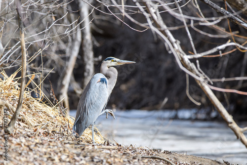 great blue heron
