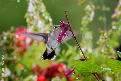 hummingbird in flight