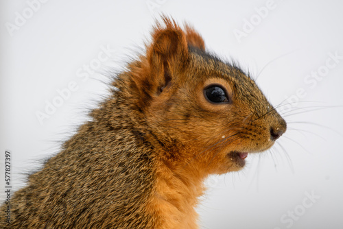 squirrel