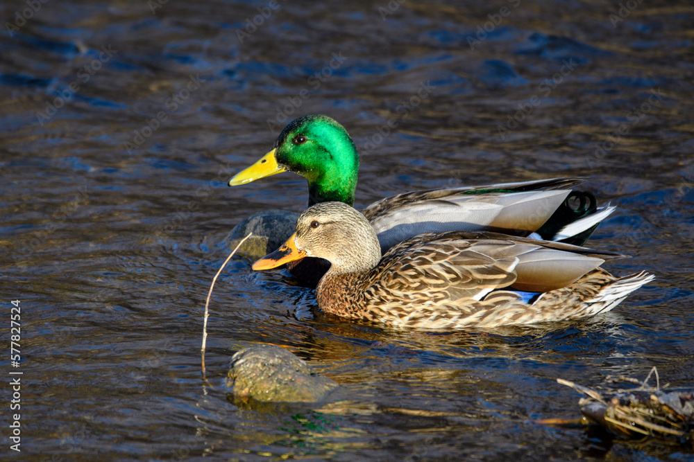 Obraz premium ducks on the lake
