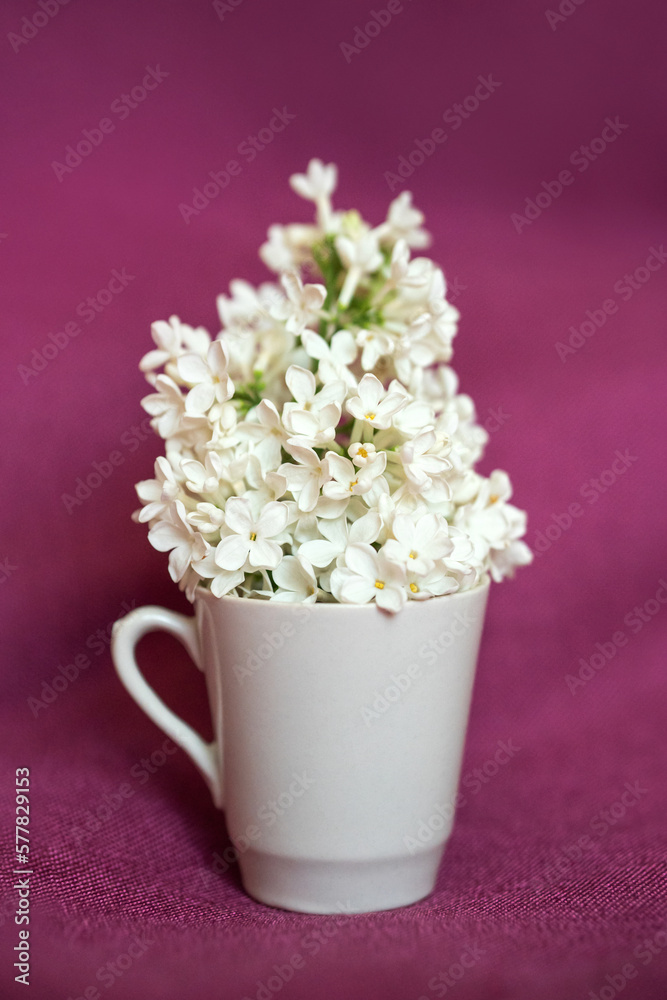 white lilac in a small cup on a fuchsia fabric.