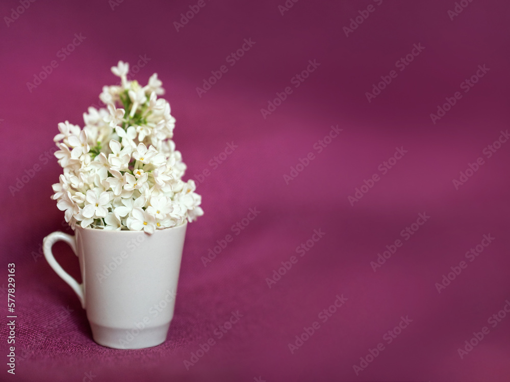 white lilac in a small cup on a fuchsia fabric.