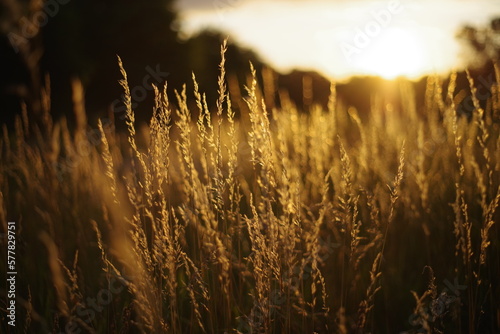 sunset over the field
