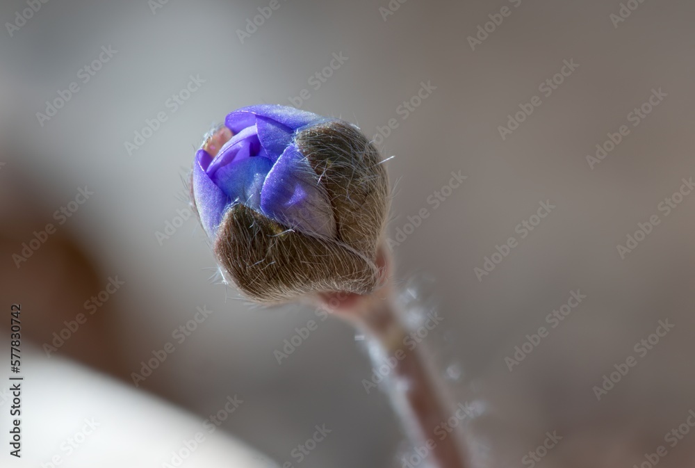 Liverwort Hepatica nobilis, Blue flower medicinal, used in diseases