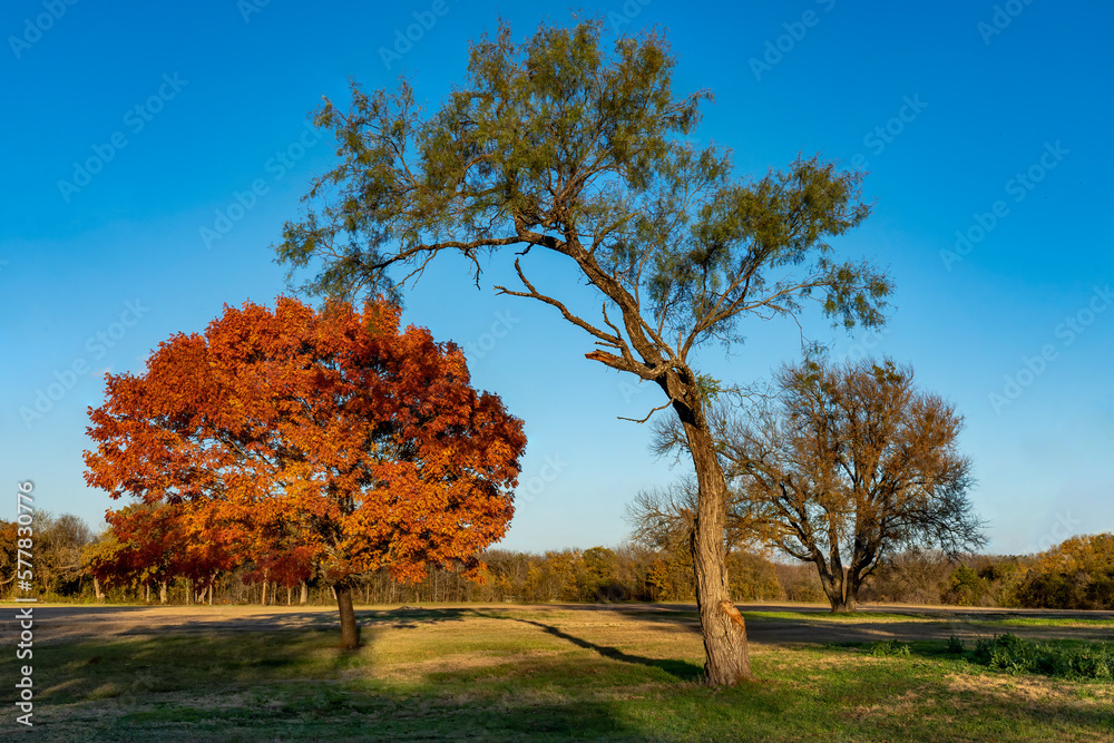 Fototapeta premium Autumn Tree and Field