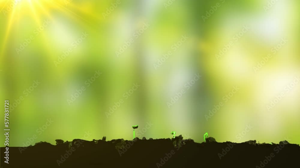 Macro time lapse of fresh cucumber growing. Closeup of the germination