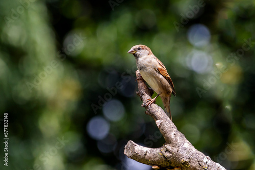 The sparrow also know as Pardal or Gorrion singing perched on the branch. Species Passer domesticus. Animal world. Birdwatching.