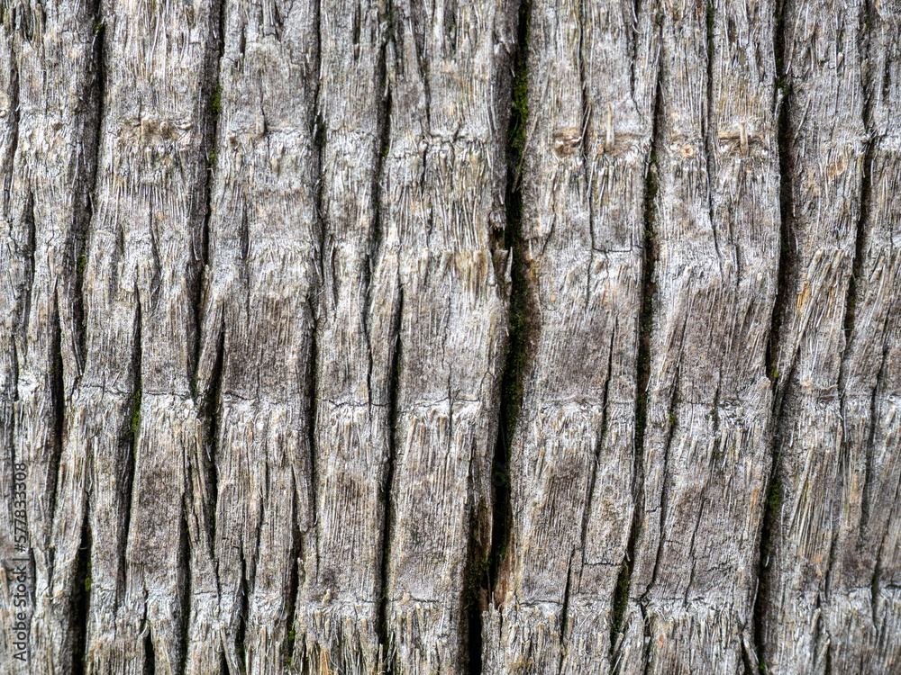 Wooden pattern. Background from the bark of a palm tree. Wrinkled bark. Uneven surface. Wooden pattern. Background from the bark of a palm tree. Wrinkled bark. Uneven surface.