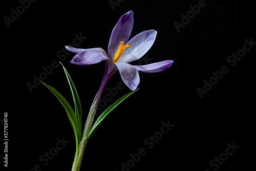Close up saffron flower on a black background. Spring concept.