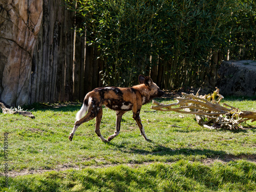 lycaon running in the grass