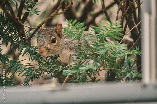 Cute smiling squirrel looking through window