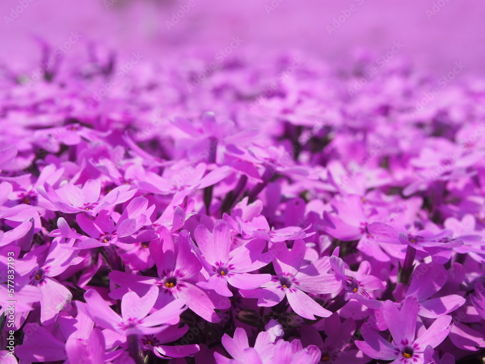 Obraz premium 芝桜