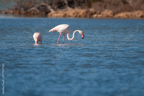 Deux flamants roses dans un étang de Camargue
