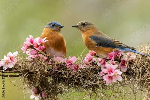 Male and Female Bluebirds Perched on Vine with Cherry blossoms and Spanish Moss © Gordon
