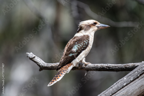 A lone kookaburra in Tasmania, Australia (the kookaburra is related to the kingfisher in North America)