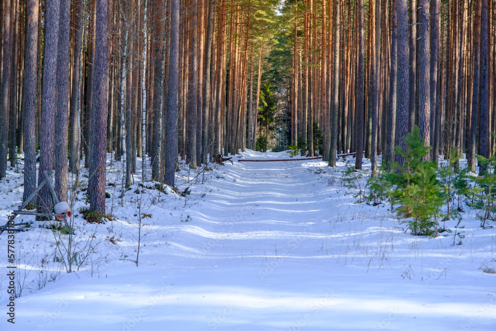 Fototapeta premium Beautiful winter landscape with pathway and northern sun in coniferous forest