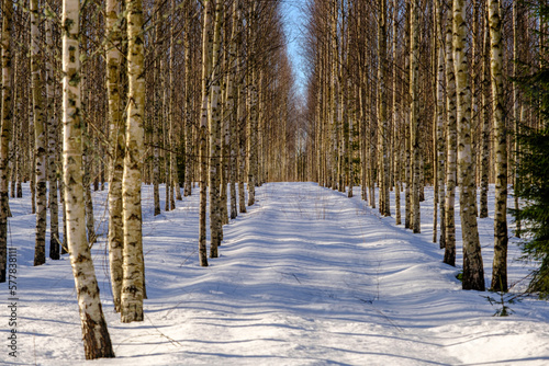 White birch trees in winter forest, texture background birch. Landscape of a winter birch forest