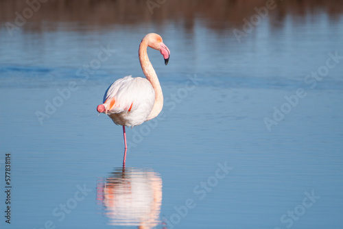 Flamant rose sur une patte dans un étang de Camargue