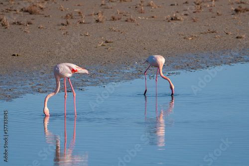 Deux flamants roses dans un étang de Camargue