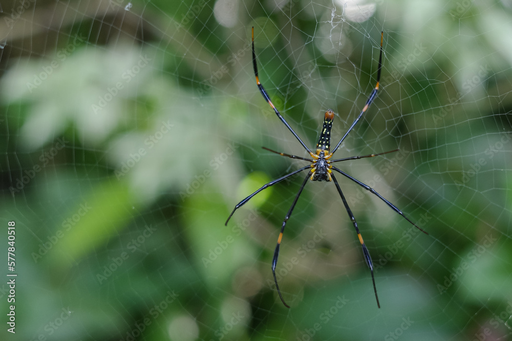 Nephilinae is a subfamily of spiders in the family Araneidae Nephilinae is a subfamily of spiders in the family Araneidae