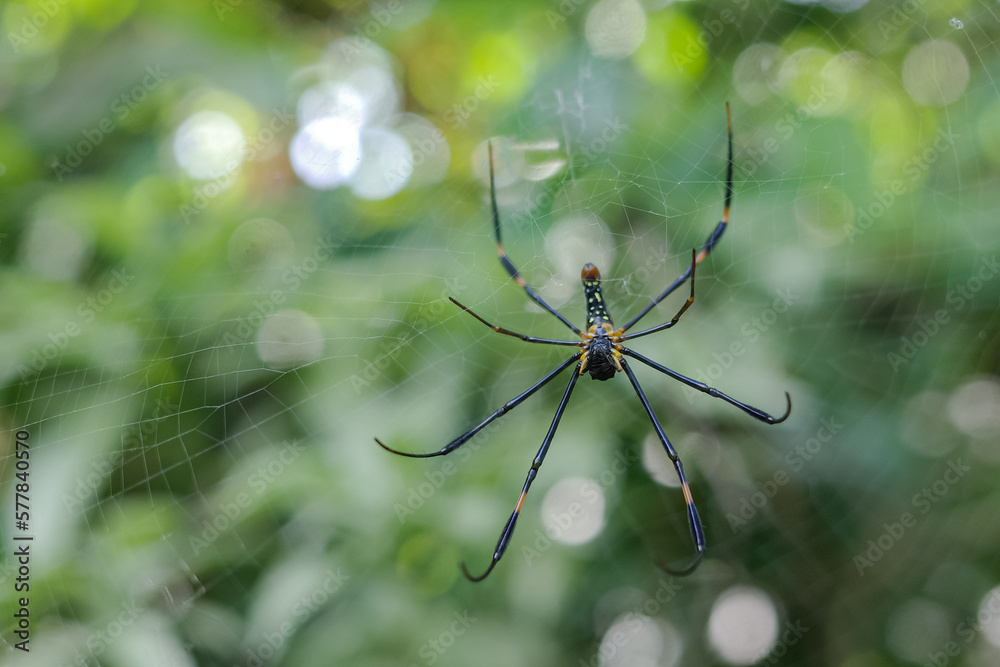 Nephilinae is a subfamily of spiders in the family Araneidae Nephilinae is a subfamily of spiders in the family Araneidae
