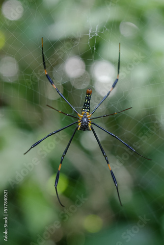 Nephilinae is a subfamily of spiders in the family Araneidae