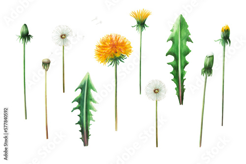 Watercolor set of botanical illustration meadow yellow dandelion flowers and green leaves. Hand painting clipart on a white isolated background. For designers, decoration, postcards, wrapping paper