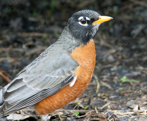 Close up of a male robin. 