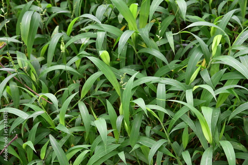 Setaria plicata is a widespread species of plants in the grass family