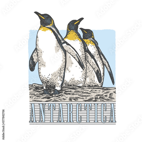 HAND DRAWN PENGUIN BIRD ANTARCTIC ICE SNOW DESTINATION ANIMAL WILDLIFE VINTAGE TSHIRT TEE PRINT FOR APPAREL MERCHANDISE