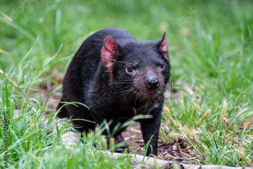 A Tasmania devil, seen in, where else, but Tasmania, Australia © John Yunker