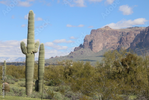 state saguaro cactus