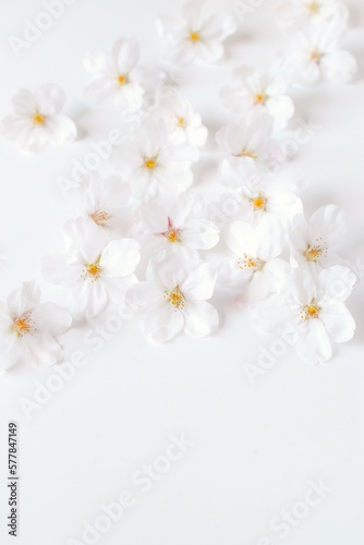 白背景に桜の花びらの背景素材、さくら、室内のサクラの花びら、桜のフレーム
