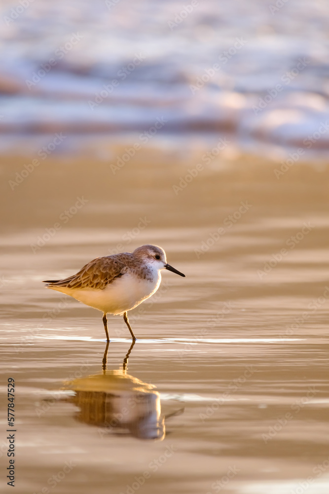 Obraz premium Calidris alpina walks in shallow water looking for food on the Canary Island Gran Canaria.