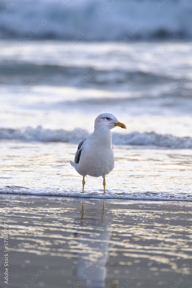 Seagull walks in shallow water looking for food on the Canary Island Gran Canaria. Seagull walks in shallow water looking for food on the Canary Island Gran Canaria.