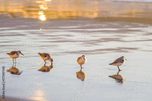 Calidris alpina birds walk in shallow water looking for food on the Canary Island Gran Canaria. photo