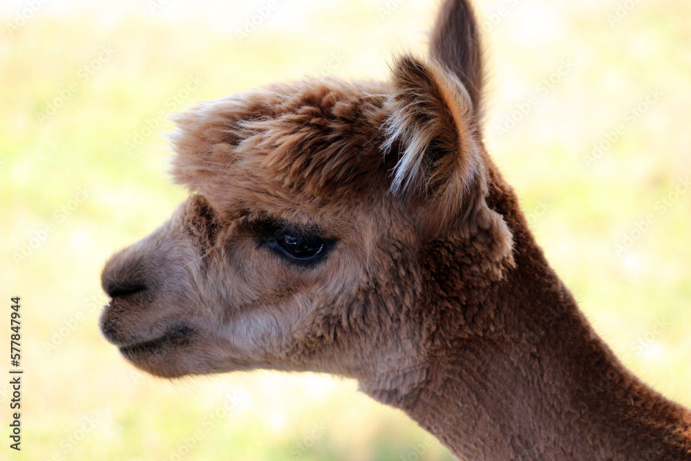 Fototapeta premium close up of a alpaca