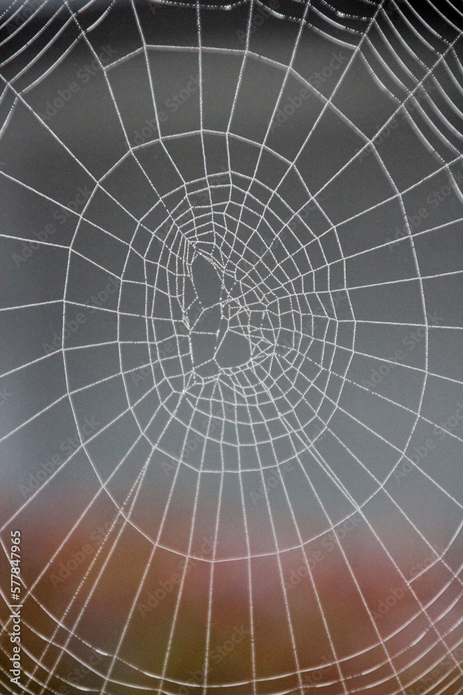 Obraz premium spider web