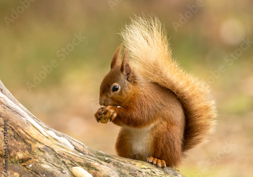 scottish red squirrel in the woodland eating the core of a red apple