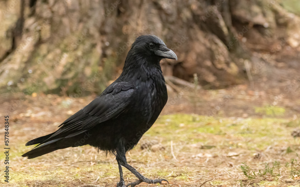 Large black raven bird on the forest floor Large black raven bird on the forest floor